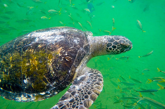Nado_con-tortugas_13012023-1C-1.jpg
