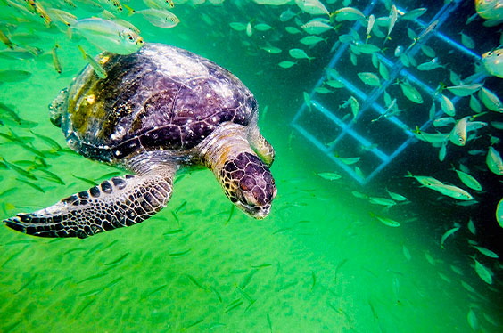 Nado_con-tortugas_13012023-1C-3.jpg