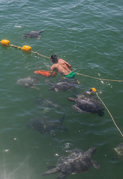 Disfruta nadar con tortugas marinas