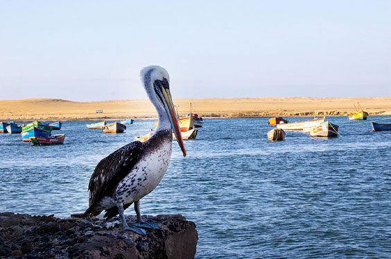 Paracas-y-Nasca-enigmatico-3C.jpg