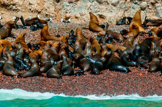 Paracas_BallestasIslands_23012023-C2.jpg
