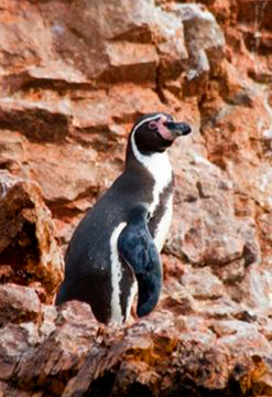 Paracas a tu alcance