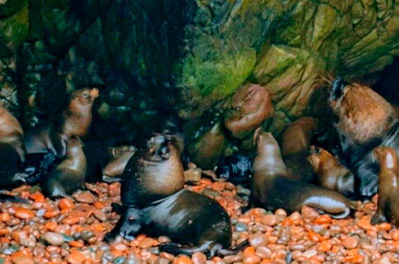 Paracas_Ballestasislas_17012023.1C-2.jpg