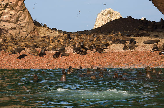 Paracas_Dolphintravell_25012023_1C.jpg