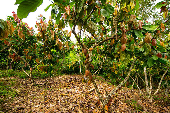 Ruta_Cacao_Piura_07032023_C-1.jpg