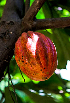 Ruta del Cacao Fino de Aroma