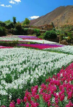 Tarma y sus flores
