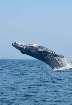 Avistamiento de ballenas