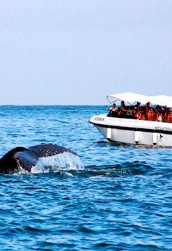 Avistamiento de ballenas y nado con tortugas