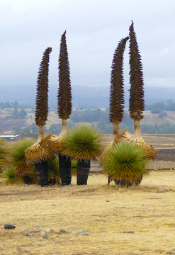 Ayacucho Señorial