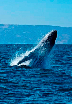 Avistamiento de ballenas desde Máncora