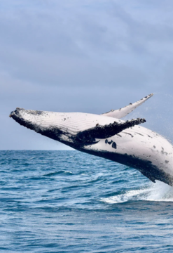 Avistamiento de ballenas