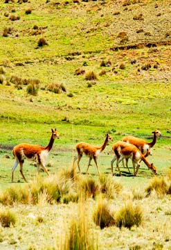 Tarma "Bella Perla de los Andes"
