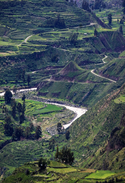 Colca Clásico