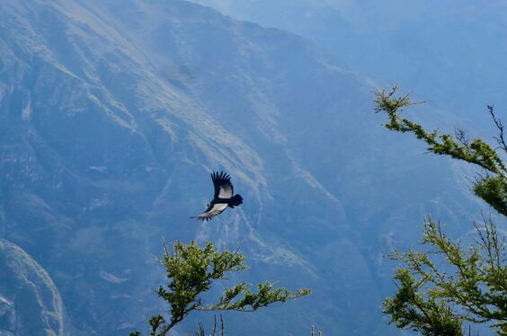 colca-magica_carrusel_36-2