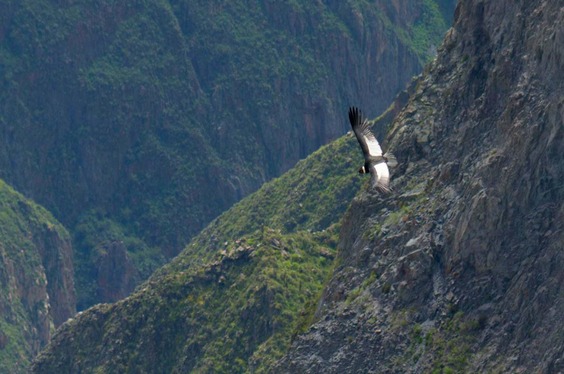 colca-trekking_carrusel_41-3