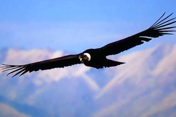 condor