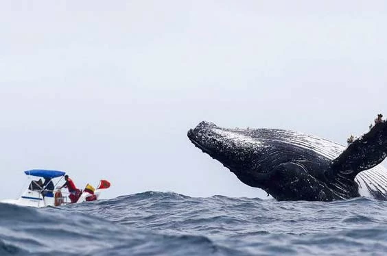 danza-de-ballenas_21062022_8-1.jpg