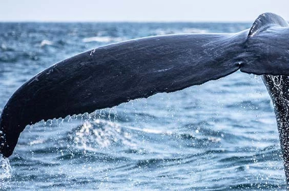danza-de-ballenas_21062022_8-2.jpg