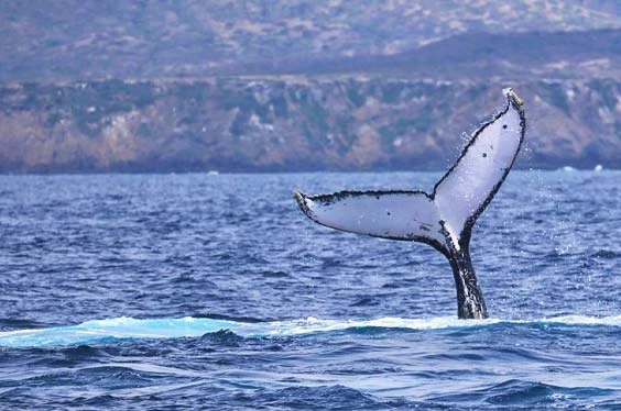 danza-de-ballenas_21062022_8-3.jpg