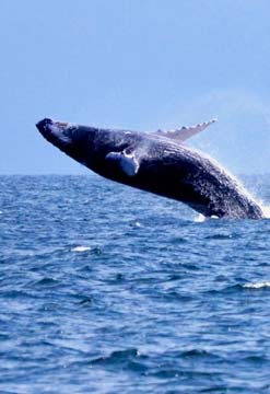 Danza de ballenas