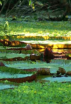 Enamorado de Iquitos