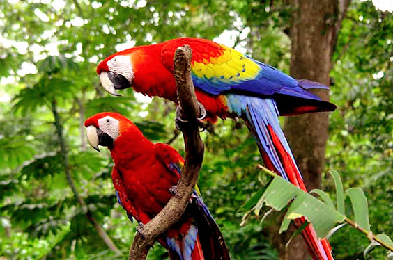 iquitos-corazon_06072022_2-2.jpg