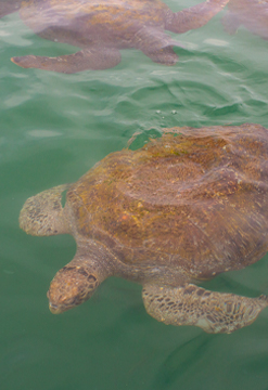 Nado con tortugas en el Ñuro