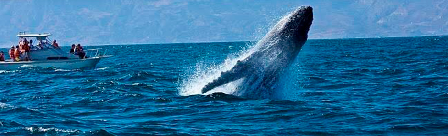 Majestuoso espectáculo de avistamiento de ballenas