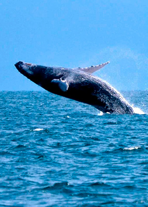 Aventura con Ballenas en Piura