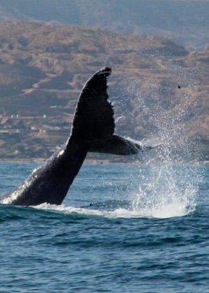 Avistamiento de ballenas y nado con tortugas en Máncora