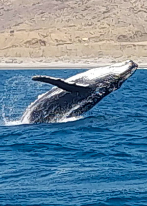 Avistamiento de ballenas y nado con tortugas