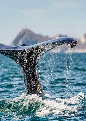 Ballenas y Tortugas