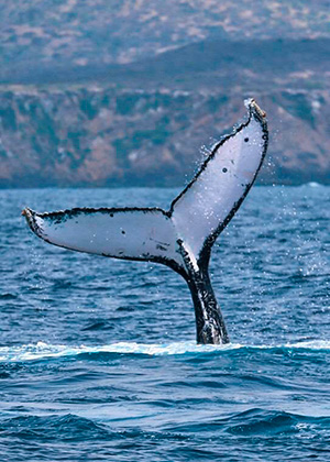 Danza de ballenas en Piura