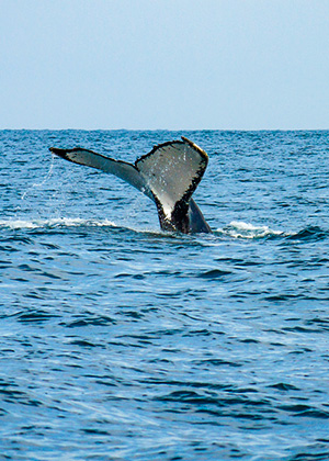 Vive un espectáculo impredecible con ballenas