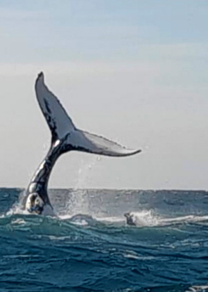 Festival de ballenas