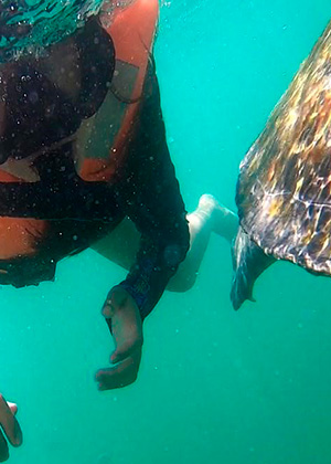 Ñuro Snorkeling con tortugas marinas