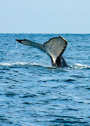Aventura con ballenas