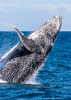 Avistamiento de ballenas en Tumbes