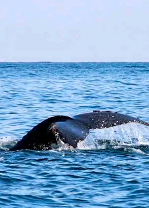 Relax con ballenas