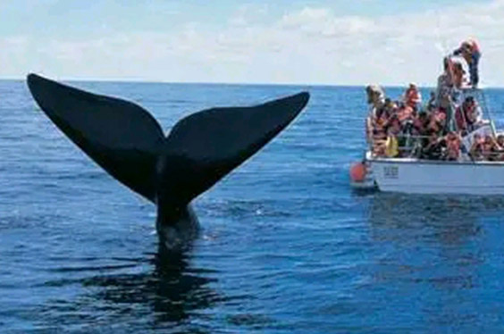 oferta-sl-1-tumbes-relax-ballenas.jpg
