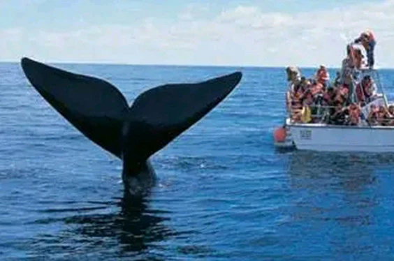 oferta-sl-1-tumbes-relax-ballenas.jpg