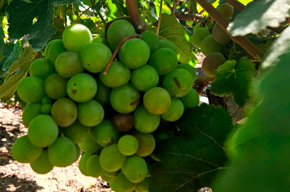 oferta-sl-2-lalibertad-cascas-ruta-vino-y-uva.jpg