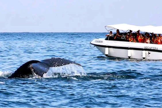 oferta-sl-2-tumbes-relax-ballenas.jpg