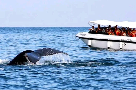 oferta-sl-2-tumbes-relax-ballenas.jpg