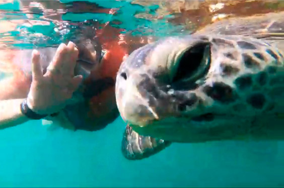 oferta-sl-3-piura-nuro-snorkeling-tortugas-marinas.jpg