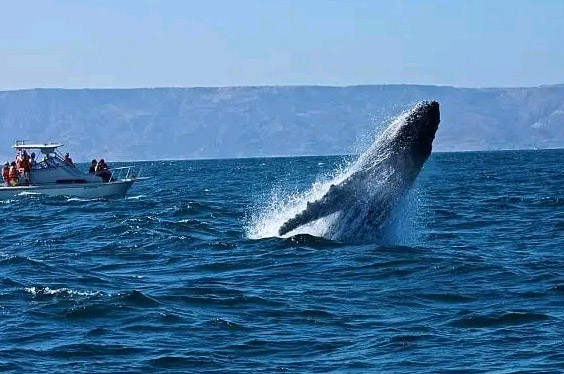 oferta-sl-3-tumbes-relax-ballenas.jpg