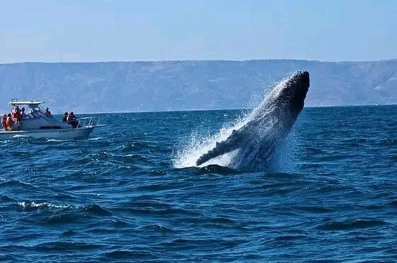 oferta-sl-3-tumbes-relax-ballenas.jpg