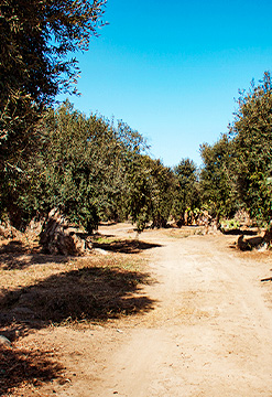 El Olivo Ileño en su Terroir