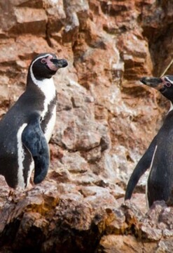 Paracas a tu Alcance